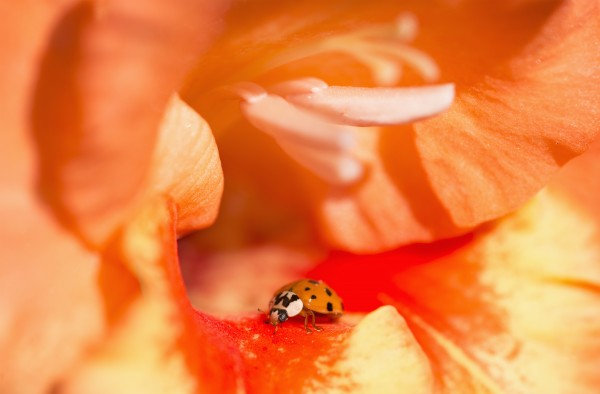 A Ladybug Beetle Searches For Prey In A Gladiolus Blossom; Astoria, Oregon, United States Of America by PacificStock