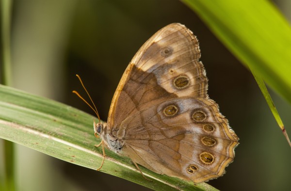 A Pearly Eye Butterfly (Enodia) Rests On A Blade Of Grass; Vian, Oklahoma, United States Of America by PacificStock