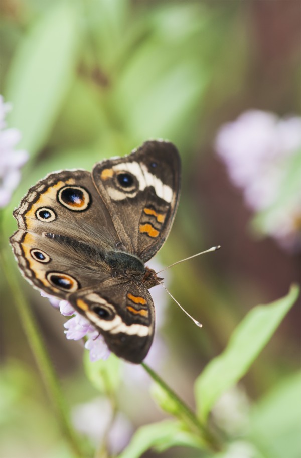 A Buckeye Butterfly (Junonia Coenia) Rests On A Flower; Vian, Oklahoma, United States Of America by PacificStock