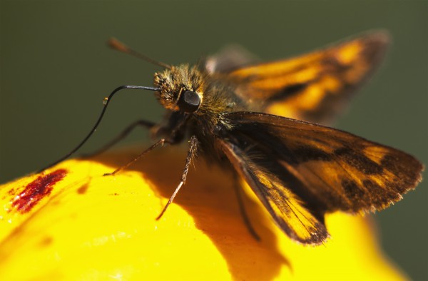 A Skipper Butterfly (Hesperiidae) Visits A Flower; Astoria, Oregon, United States Of America by PacificStock