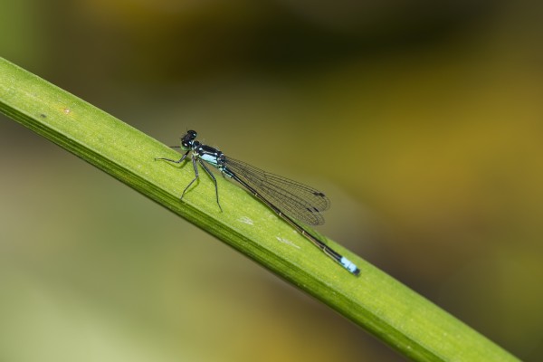 A Damselfly Rests On A Stem; Astoria, Oregon, United States Of America by PacificStock