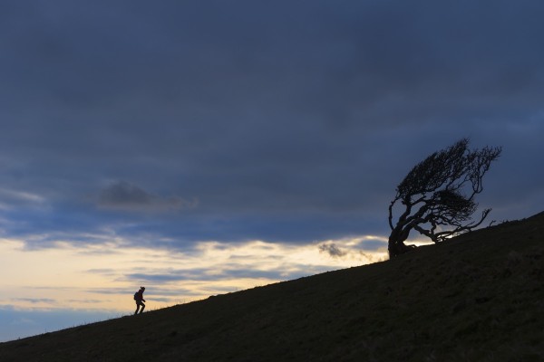 Silhouette of woman walking uphill past gnarled tree near Golden Cap on the Jurassic Coast; Seatown, Dorset, England by PacificStock