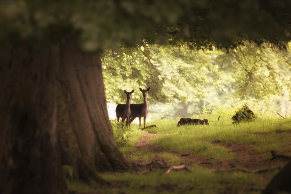 Two deer standing together under a large tree with sunlight illuminating the foliage; Yorkshire, England by PacificStock