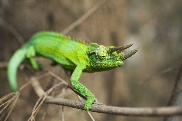 Detail of wild Jackson's Chameleon (Trioceros jacksonii) on Ironwood tree twig; Big Island, Hawaii, United States of America by PacificStock