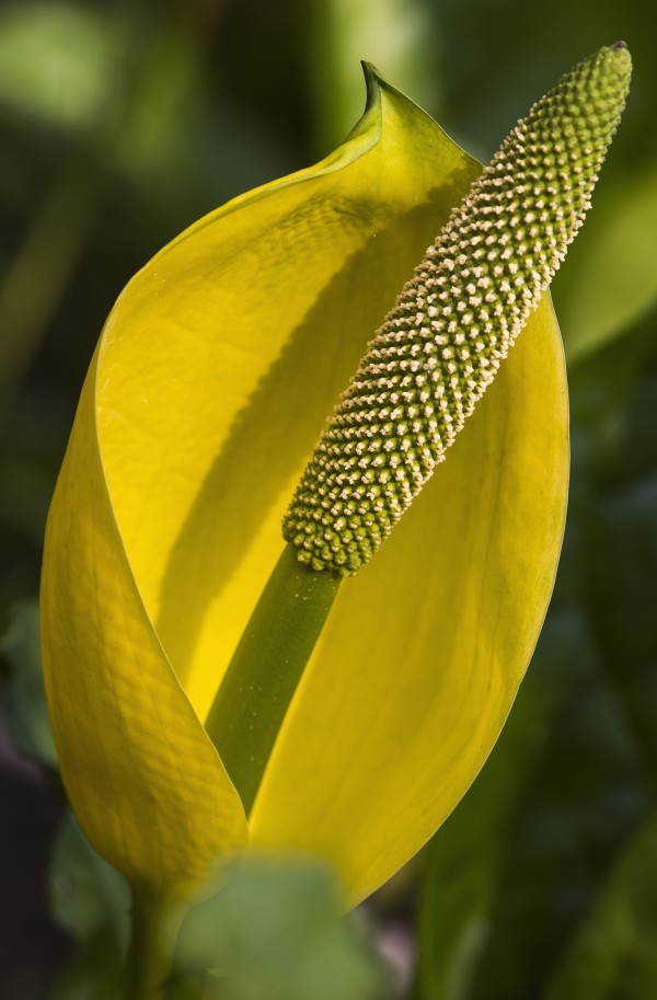 Skunk Cabbage blooms in swampy areas; Astoria, Oregon, United States of America by PacificStock