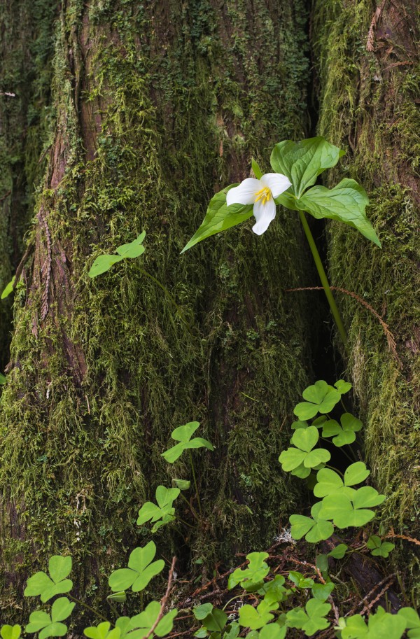 A Trillium grows from the trunk of a Western Red Cedar tree; Jewell, Oregon, United States of America by PacificStock