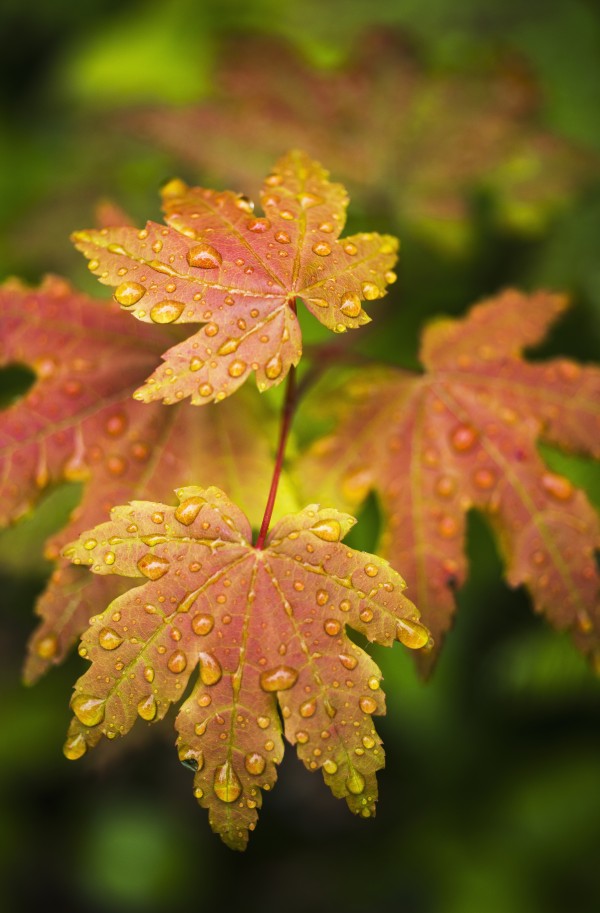 Bigleaf Maple leaves catch raindrops; Westport, Oregon, United States of America by PacificStock