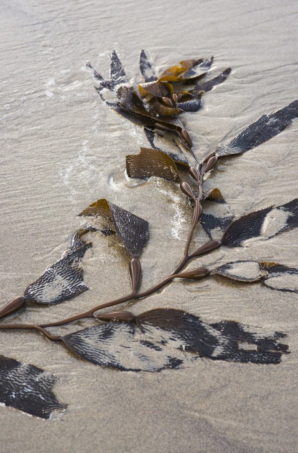 Giant kelp (Macrocystis pyrifera) washes up on the beach; Cannon Beach, Oregon, United States of America by PacificStock