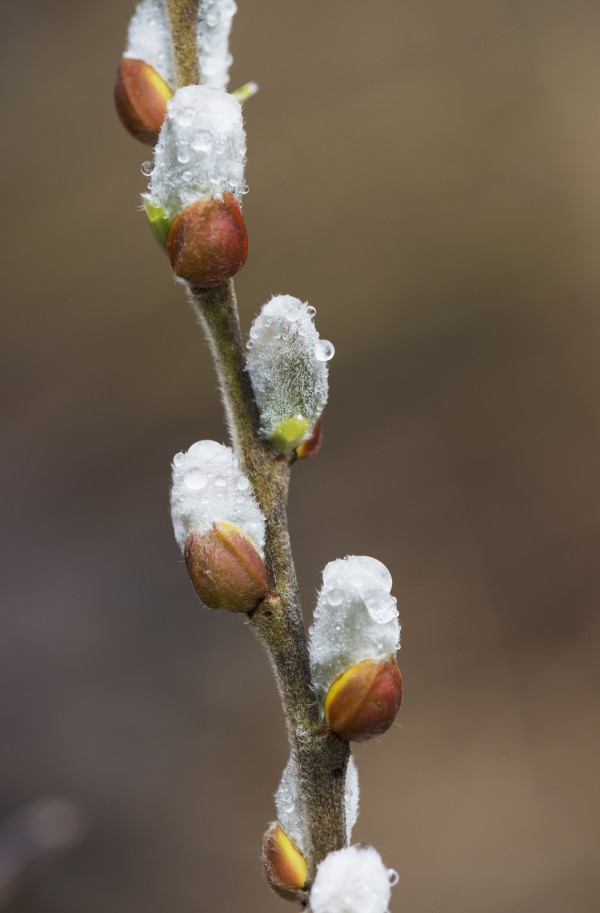 Fuzzy Willow catkins come out in the spring; Astoria, Oregon, United States of America by PacificStock