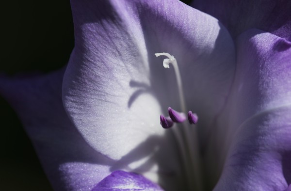 Purple gladiolus; Astoria, Oregon, United States of America by PacificStock