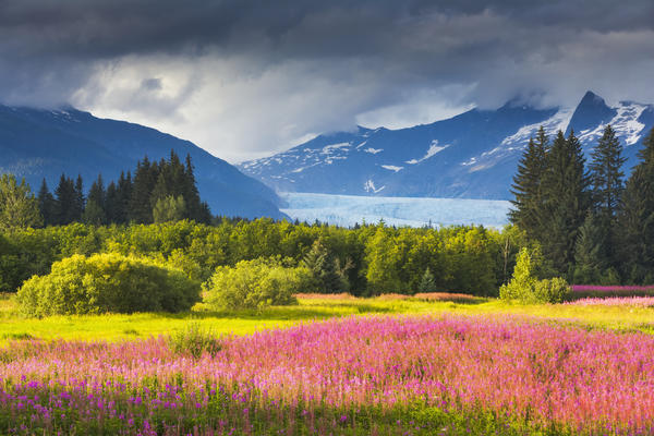 Scenic view of the Coast mountains and Mendenhall glacier with Fireweed in full bloom in Brotherhood Park, Juneau, Southeast Alaska. by PacificStock
