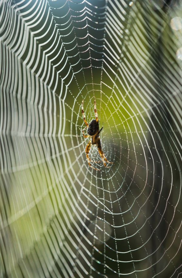 An Orb-Weaver spider rests on her web; Astoria, Oregon, United States of America by PacificStock