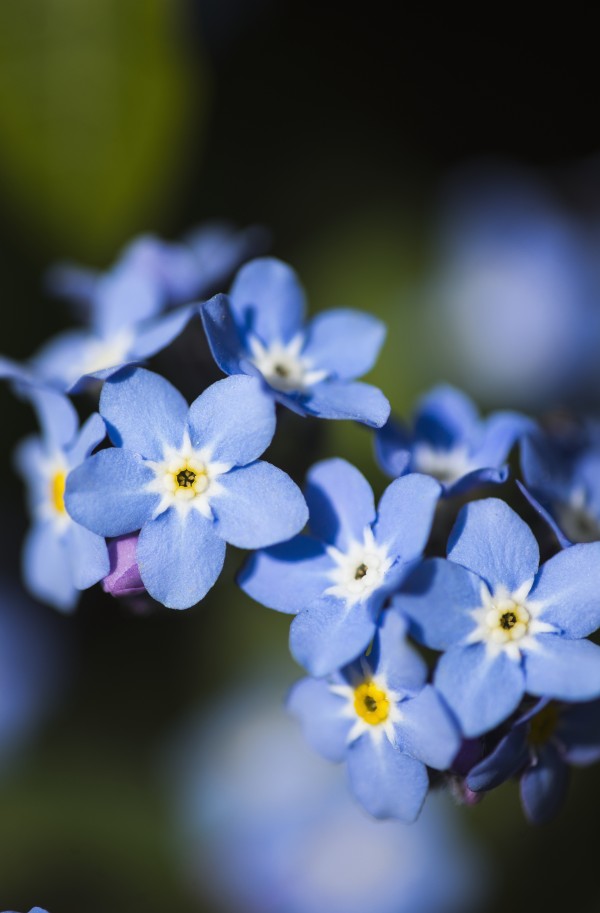 Forget-me-nots (Myosotis); Astoria, Oregon, United States of America by PacificStock