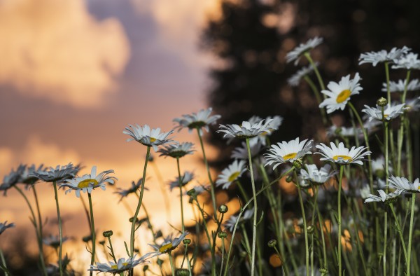 The sun sets over daisies; Astoria, Oregon, United States of America by PacificStock