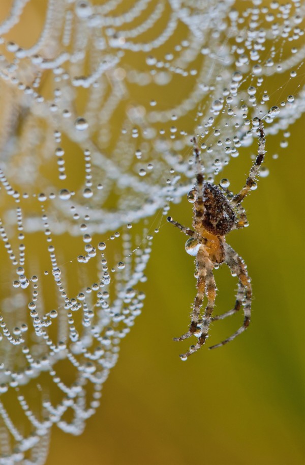 A spider tries to dry off; Astoria, Oregon, United States of America by PacificStock