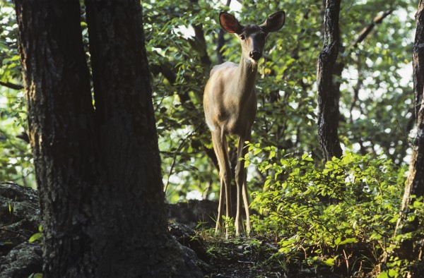 A White-tailed Deer (Odocoileus virginianus) looks on; Luray, Virginia, United States of America by PacificStock