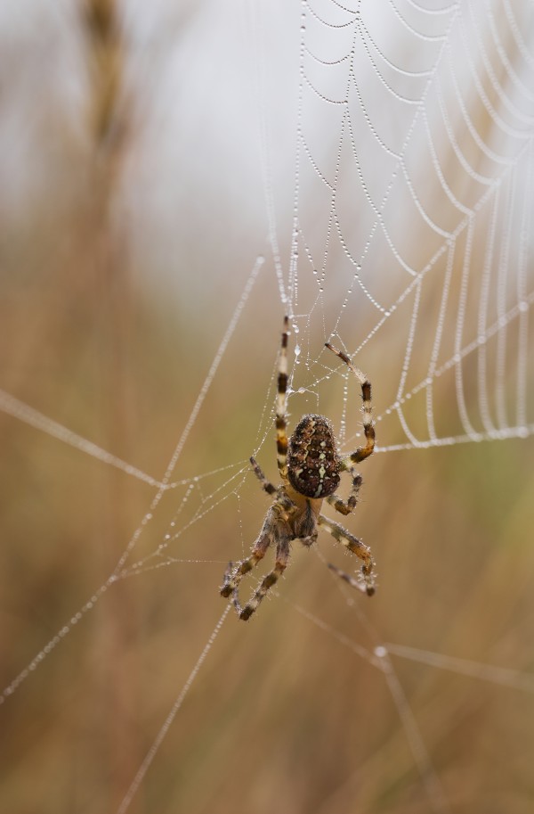 A European Garden Spider waits in her web; Astoria, Oregon, United States of America by PacificStock