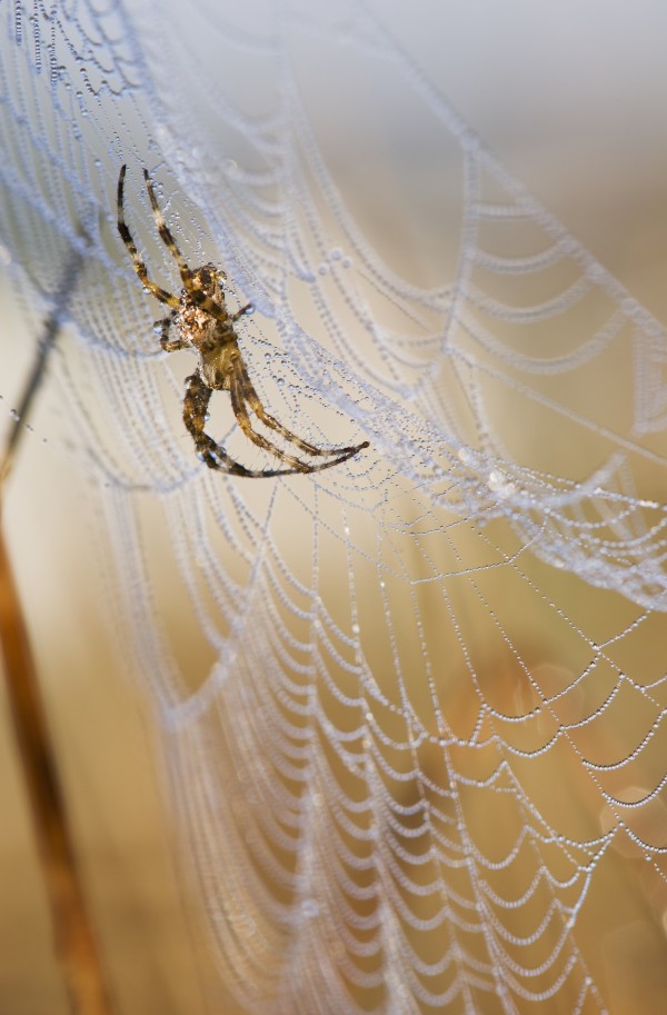 A European Garden Spider waits in her web; Astoria, Oregon, United States of America by PacificStock