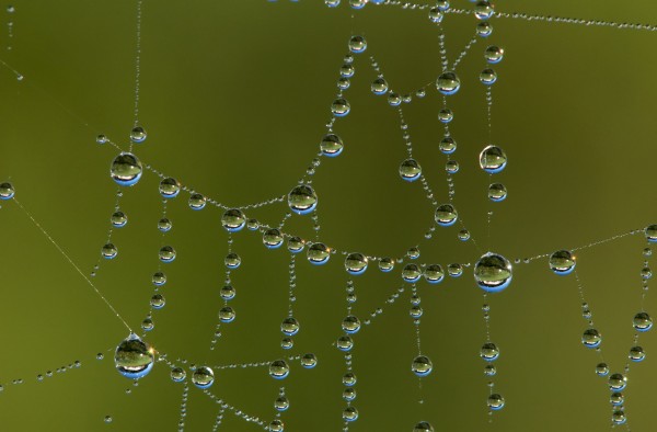 A spider's web catches dew; Astoria, Oregon, United States of America by PacificStock
