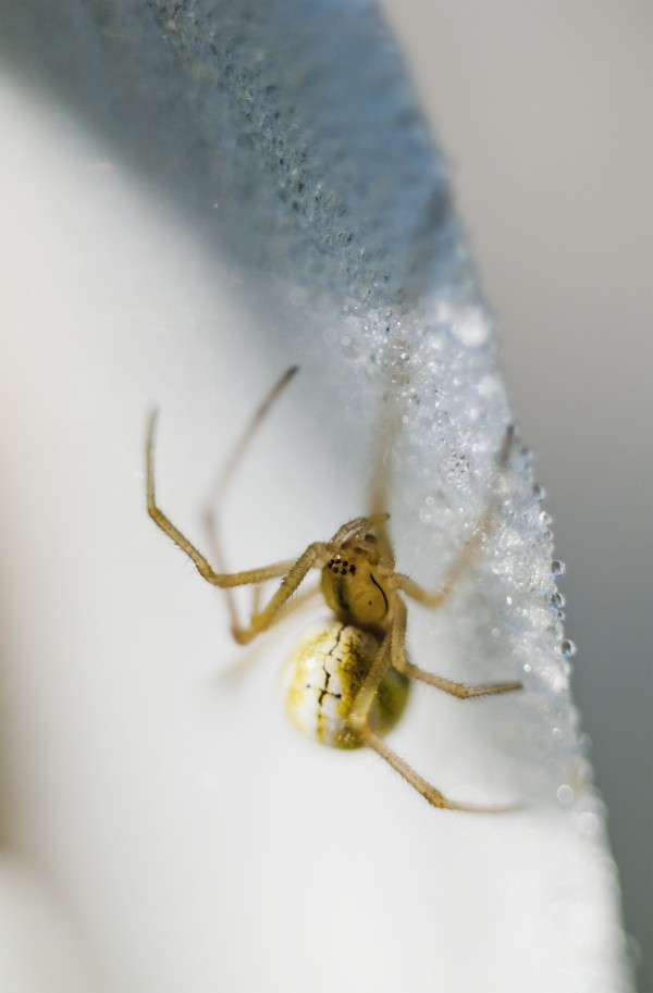 Candy Cane Spider on a flower; Astoria, Oregon, United States of America by PacificStock