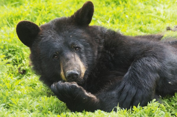 A black bear rolls around in the lush green grass by PacificStock