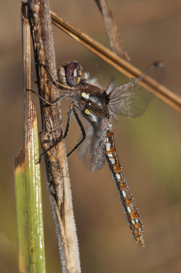 A dragonfly watches for prey; Astoria, Oregon, United States of America by PacificStock