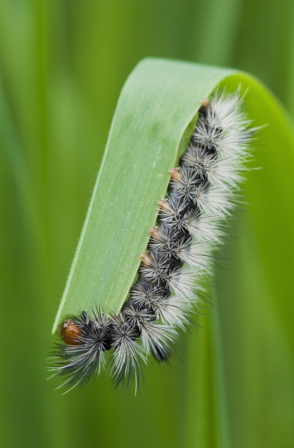 A caterpillar eats grass; Astoria, Oregon, United States of America by PacificStock