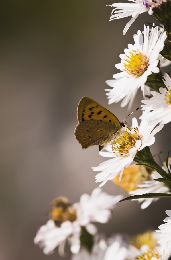 A Copper Butterfly visits Aster blossoms in a flower garden; Astoria, Oregon, United States of America by PacificStock