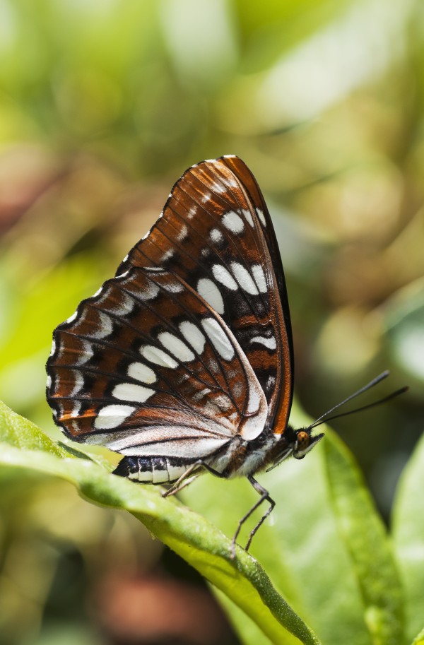 A White Admiral Butterfly (Limenitis arthemis) rests on a leaf; Astoria, Oregon, United States of America by PacificStock