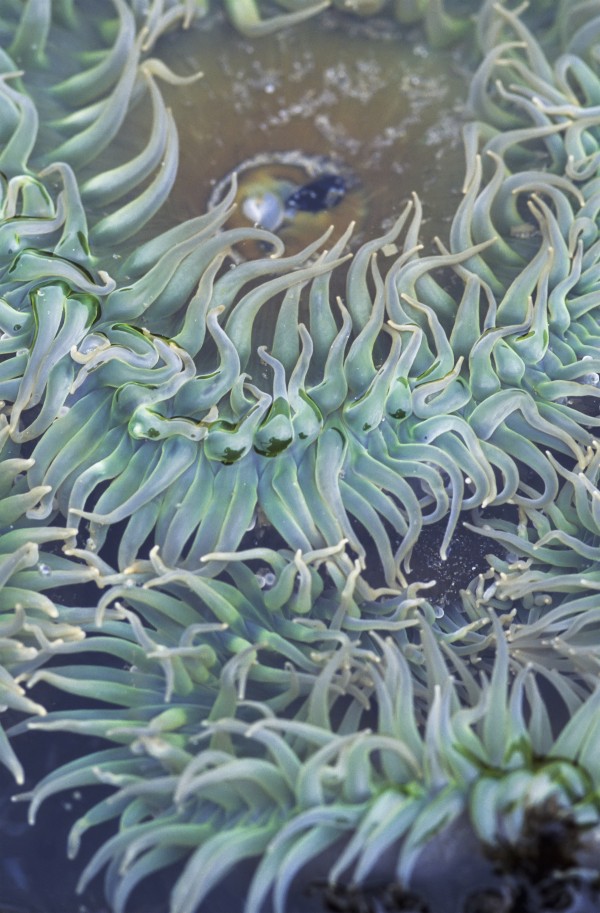 A green sea anemone; Oregon, United States of America by PacificStock