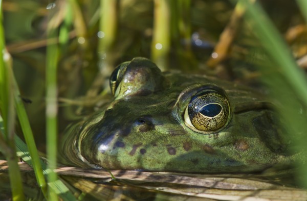 A bullfrog (Lithobates catesbeianus) rests in a pond; Astoria, Oregon, United States of America by PacificStock