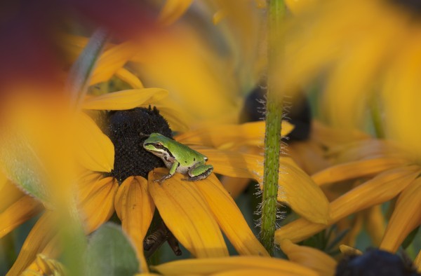 A Pacific Treefrog looks for flies on Black-eyed Susan blossoms; Astoria, Oregon, United States of America by PacificStock