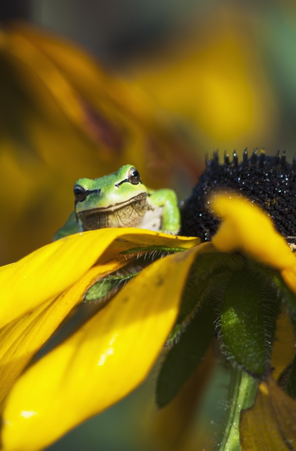 A Pacific Treefrog looks for flies on Black-eyed Susan blossoms; Astoria, Oregon, United States of America by PacificStock