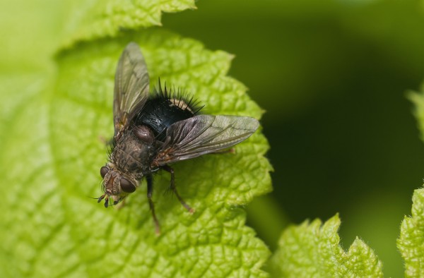 A fly rests on a leaf; Astoria, Oregon, United States of America by PacificStock