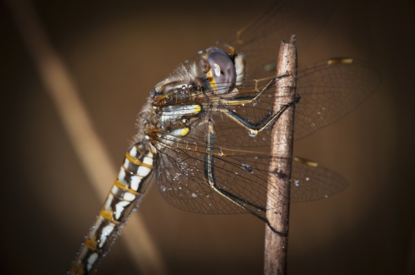 A dragonfly watches for prey; Astoria, Oregon, United States of America by PacificStock