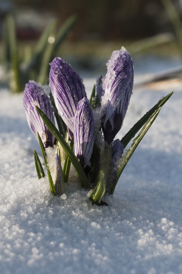 Crocus sprouts near the end of winter; Astoria, Oregon, United States of America by PacificStock