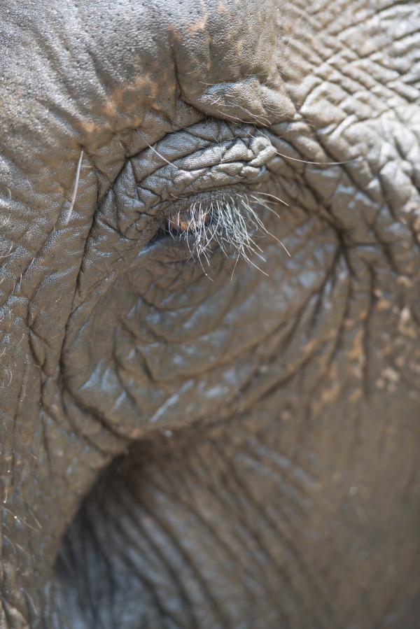 Elephant eye; Chiang Mai, Thailand by PacificStock