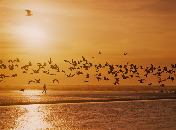 A flock of birds fly over the beach and ocean as the sun sets at Siltcoos Beach; Florence, Oregon, United States of America by PacificStock