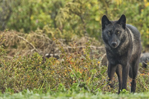 Black wolf (Canis lupus) along the coast of Hudson Bay; Manitoba, Canada by PacificStock
