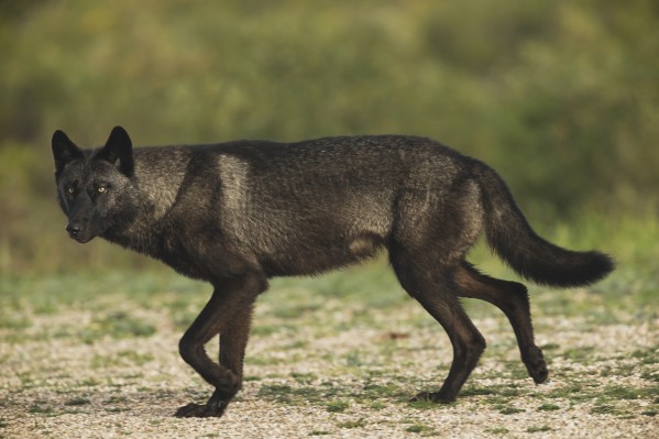 Black wolf (Canis lupus) along the coast of Hudson Bay; Manitoba, Canada by PacificStock