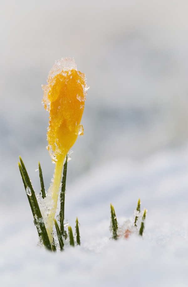Crocus buds coming up through the snow; Astoria, Oregon, United States of America by PacificStock