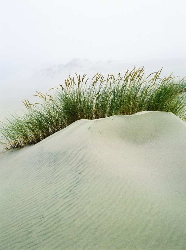 Grass on the sand dunes with fog reducing visibility in the distance; Reedsport, Oregon, United States of America by PacificStock