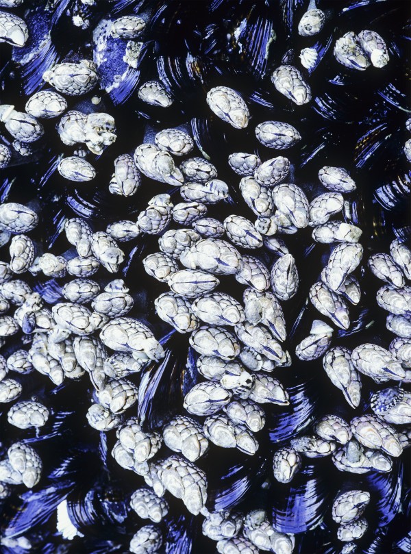 Barnacles and Blue Mussels cling to the rocks; Florence, Oregon, United States of America by PacificStock