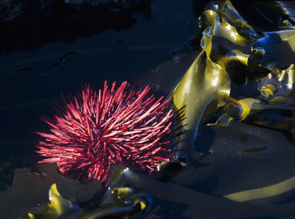 A Red Sea Urchin is exposed by a minus tide at Cape Arago State Park; Oregon, United States of America by PacificStock