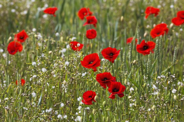 Red and white flowers blossoming in a field; Northumberland, England by PacificStock