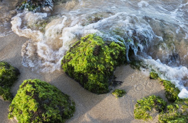 Surf breaks on the shore on moss covered rocks; Poipu, Kauai, Hawaii, United States of America by PacificStock