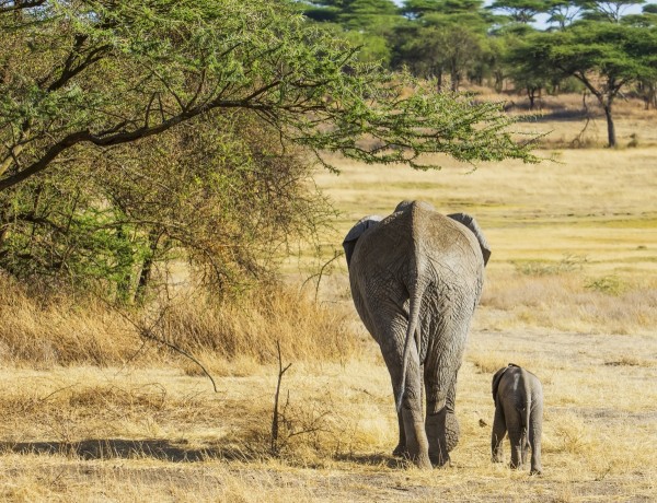 An African Elephant with it's young; Tanzania by PacificStock