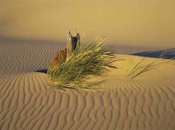 Wind makes ripples in the sand; Lakeside, Oregon, United States of America by PacificStock