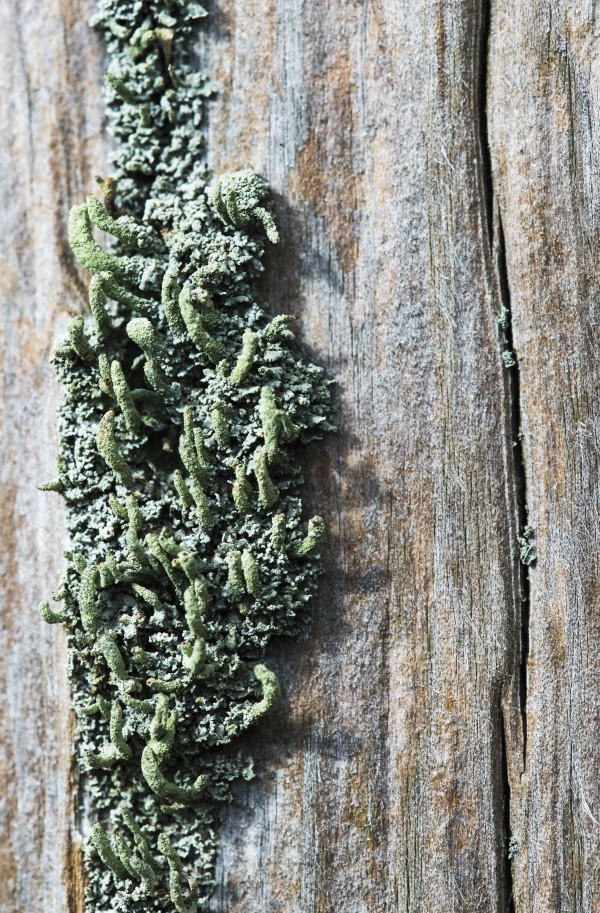 Lichen grow on a fence post; Astoria, Oregon, United States of America by PacificStock