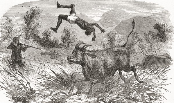 Hunting buffalo in Africa in the nineteenth century. From El Museo Popular, published 1887. by PacificStock